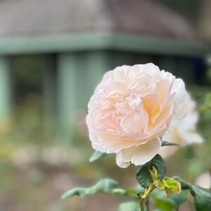 Meet your Posher, Alana